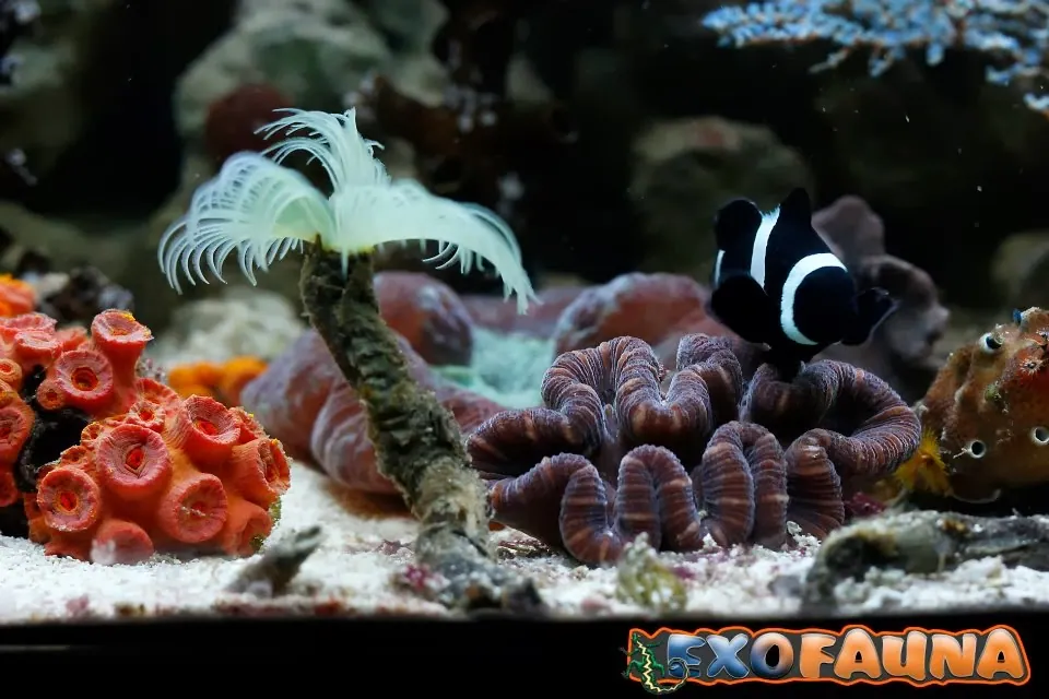 Exofauna