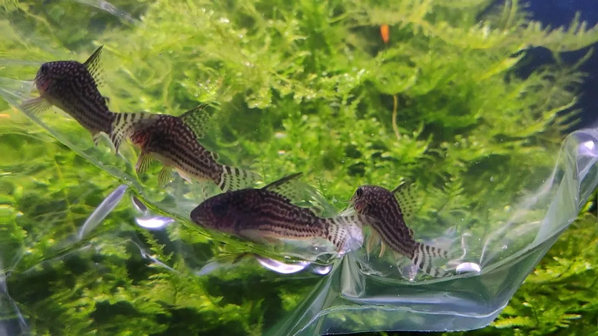 Exofauna