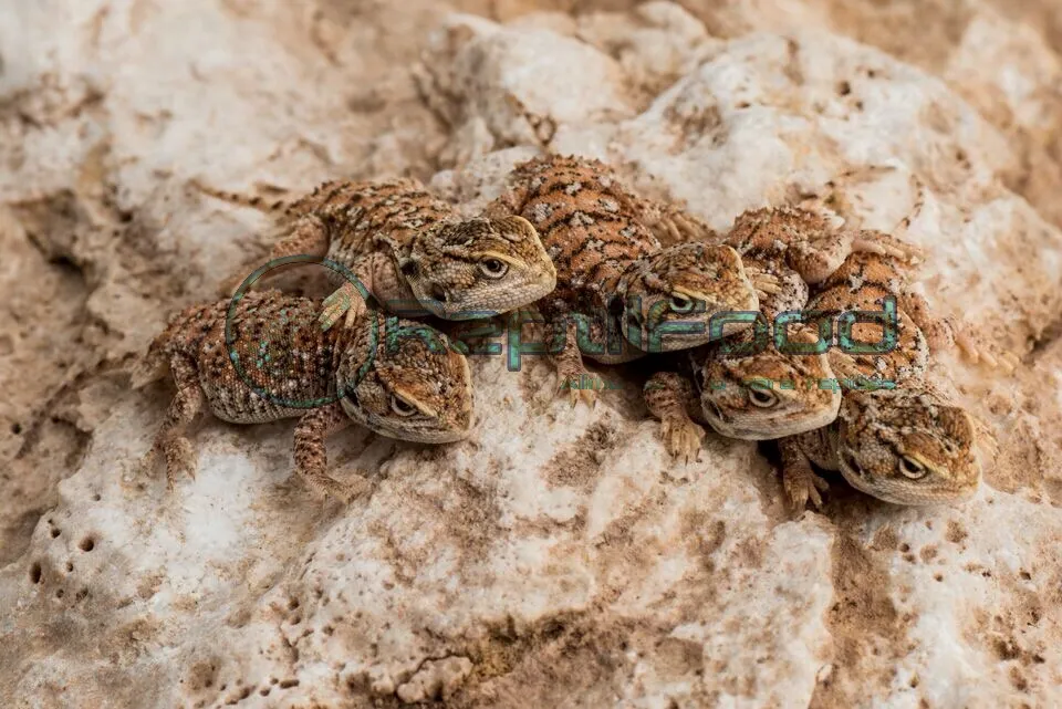 Reptilfood